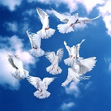 Flock of white doves taking off