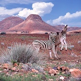 Zebras brawling in Damaraland