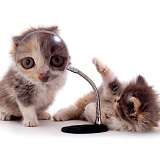 Kittens & magnifying glass