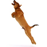 Leaping Brown Dog