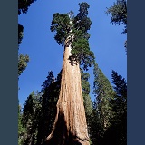 General Grant Giant Sequoia