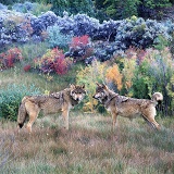Wolves in Utah