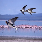 Swallow migrants