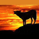 Wolf howling at Sunset