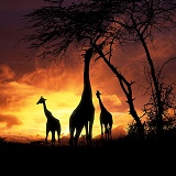 Giraffs at sunset