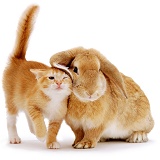 Kitten & Rabbit nuzzling