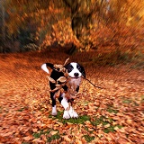 Puppy running in beech woodland