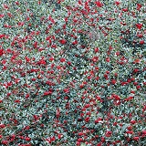 Holly Berries