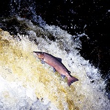 Atlantic Salmon leaping