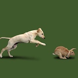 Saluki Lurcher pup chasing a rabbit