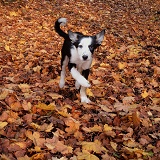 Puppy running on Maple leaves