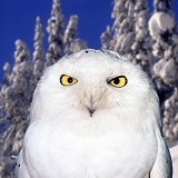 Snowy Owl in Manning Park