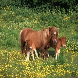Shetland Pony & Foal twins