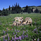 Wolves & Lupines at Mt. Rainier