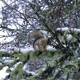 Grey Squirrel on a snowy branch
