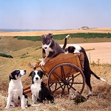 Hay-cart Capers