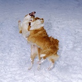 Dogs fighting in the snow