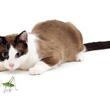 Crouching cat looking at a Cricket