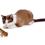 Cat stalking a Common Frog