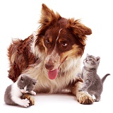 Red tricolour Border Collie and kittens