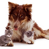 Red Border Collie and kittens
