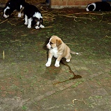 Border Collie puppy making a puddle