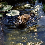 Border Collie puppy in pond