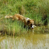 Border Collie dog drinking from a pond