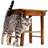 Silver Tabby Cat rubbing against stool