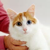 Odd-eyed cat