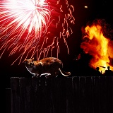 Cat and fireworks