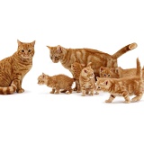 Family of ginger cats
