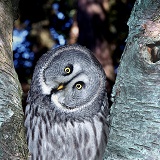 Grey owl in birch tree fork