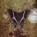Clear Wing Moth on bark