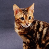 Brown Blotch Bengal cat, apprehensive
