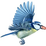 Blue tit in flight with a peanut