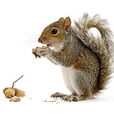 Grey Squirrel with nuts