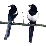 A pair of Magpies on a branch