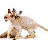 Siamese and Rex cats play-fighting
