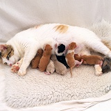 Cat with new kittens