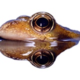 Common frog, surfacing
