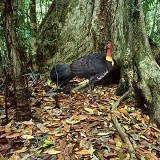 Australian Bush Turkey in rainforest