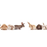 Windmill-ears Rabbit family