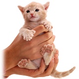 Polydactyl kitten in hands