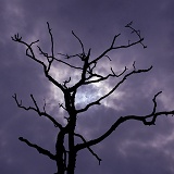 Partial eclipse behind dead oak tree