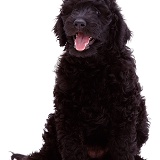 Black Labradoodle dog (retridoodle, poover)