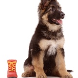 Alsatian puppy and toy boot