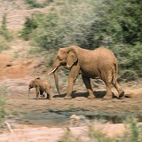 Elephant with baby in motion