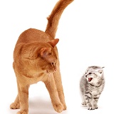 Silver tabby kitten frightened at strange ginger cat