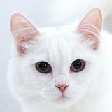 White cat with tattoo